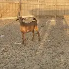 تيس للبيع