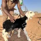 مشروع فحل نجدي