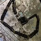 عقد اثري
