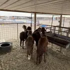 سواكن حمري اوزان تربيه 4 شهور