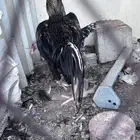 ديك باكستانى