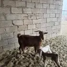 نعيمه والد