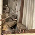 فروخ حجل ابو خد اسود