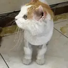 قط ذكر للتبني