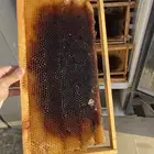 صناديق نحل مع البراويز