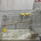 زوج طيور روز و زوج طيور جاوا
