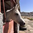 فرس كفو للبيع