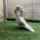حمام جاكوبين
