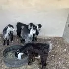 تيوس للبيع