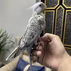 كروان للبيع عمره شهر و أسبوعين أتوقع