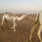 بكرة تمامية عمرة سنتين ونص