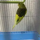بادجي استرالي ( تم البيع)