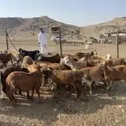 سواكني حمري ذبايح