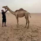 للبيع قليصه