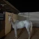 حصان شعبي للبيع