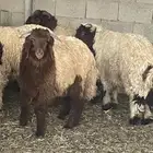 هرافى نعيم للبيع