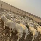 بهم حري ( تم البيع )