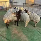 رخال جذعات