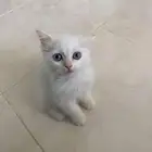 قطط للبيع
