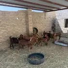 غنم مقاني العدد8 البهم واحد والباقي دفيع