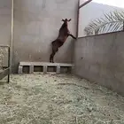 تيس فحل ادهم محايلي