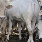 عجول برازيلي