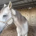 حصان جزيري