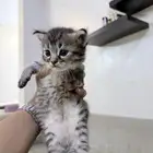 بسة هملايا معاها 2 كيتين