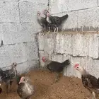 ديوك فيومي شبابي