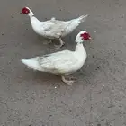 فحول بط مسكوفي ( بح )