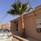 نخله واشنطوني