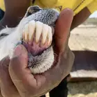 شاه كفو دافع باذن الله