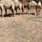 حيران فاخره