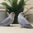 فروخ روز للبيع