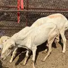 موسم