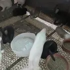 ارانب ذبح