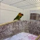 طيور روزا للبيع بالخرج 3 طيور مع 2 شبك لهم
