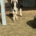 داغور نجدي خروف