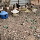 للبيع دجاج بلدي