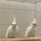 جوز كروان البينو