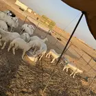 غنم حري