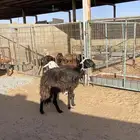 خلفة نجدية