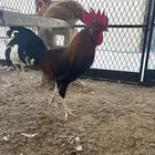 ديك فرنسي دجاج بلدي
