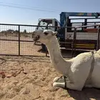 للبيع بكره طيبه