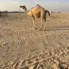 ناقه عمانيه لقحه ملاقي