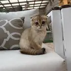 قطط