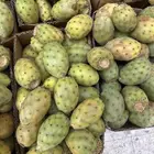 برشومي الحدب
