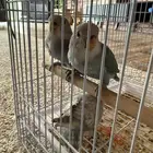 روز تربيه