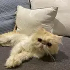 قط بيكي فيس ذكر للبيع