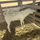 تيوس بلدي